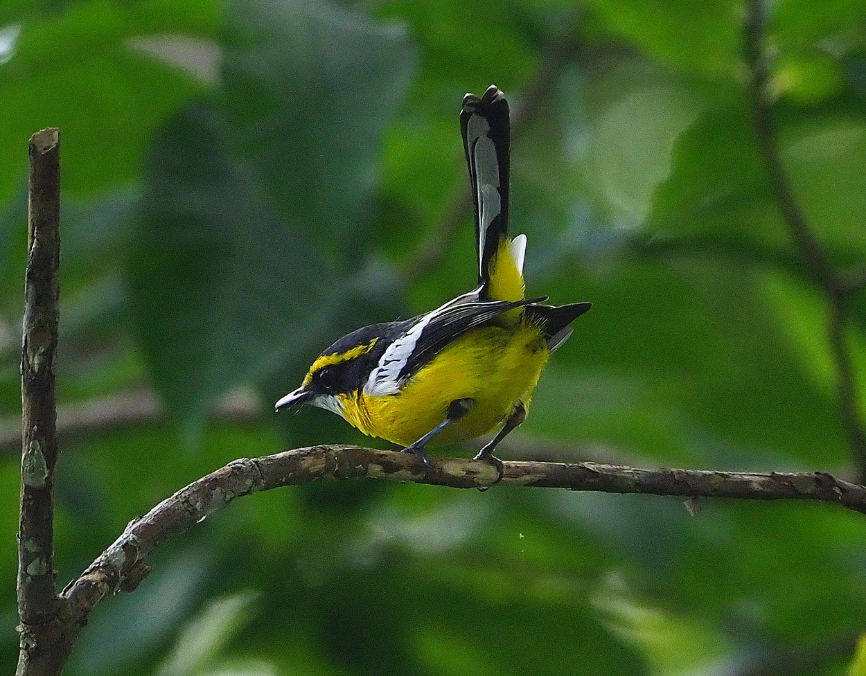 image Yellow-breasted Boatbill